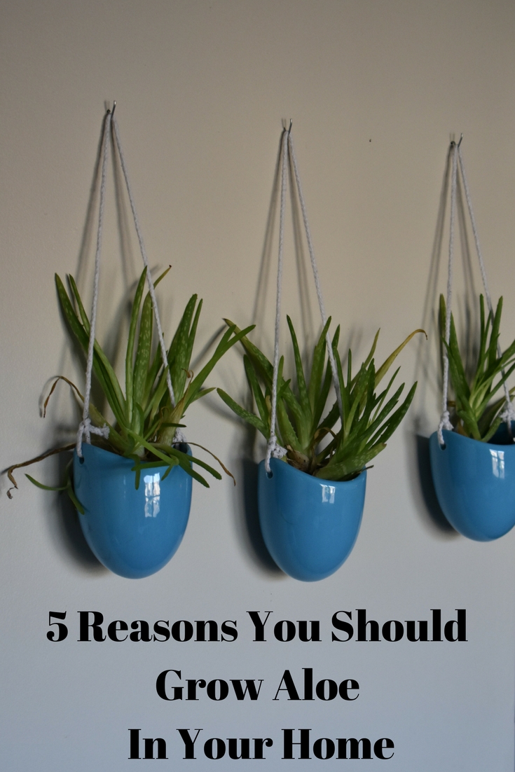 5 Reasons To Grow Aloe In Your Home @godschicki
